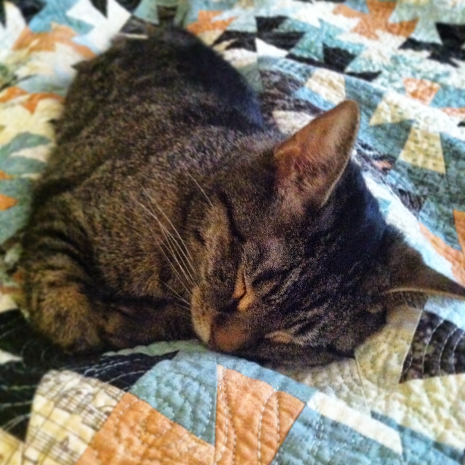 BuzzinBumble Cats on Quilts by Alina B.