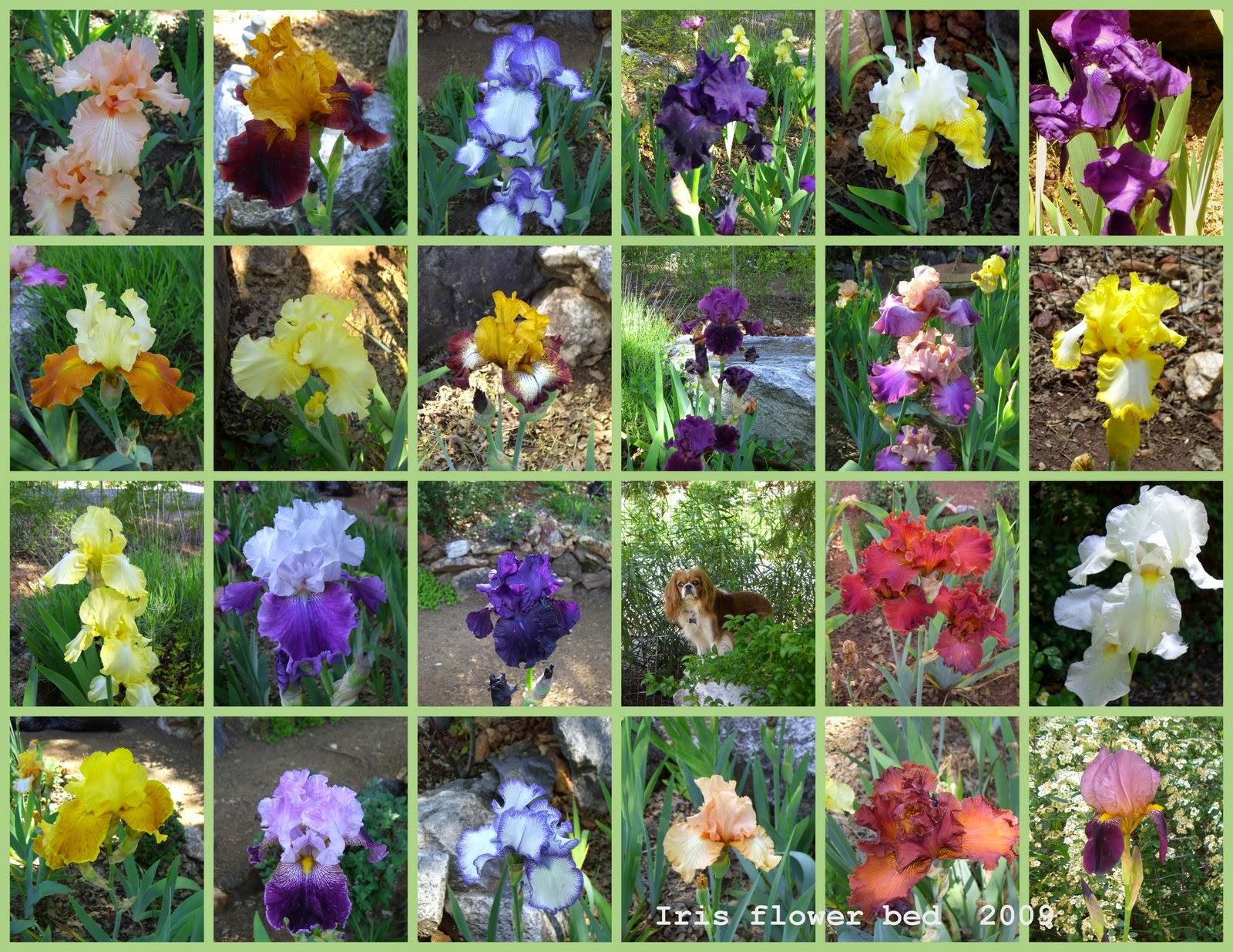 IRIS MOSAIC-2009