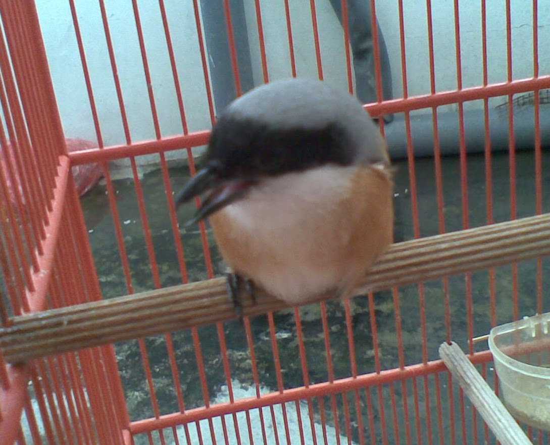 Gembala News Settingan Cendet Zoro Mr Chen Yang Sibuk Kerja