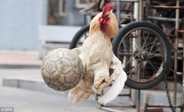 Wah, Ayam Ini Gak Mau Kalah Sama Ronaldo !! [ www.BlogApaAja.com ]