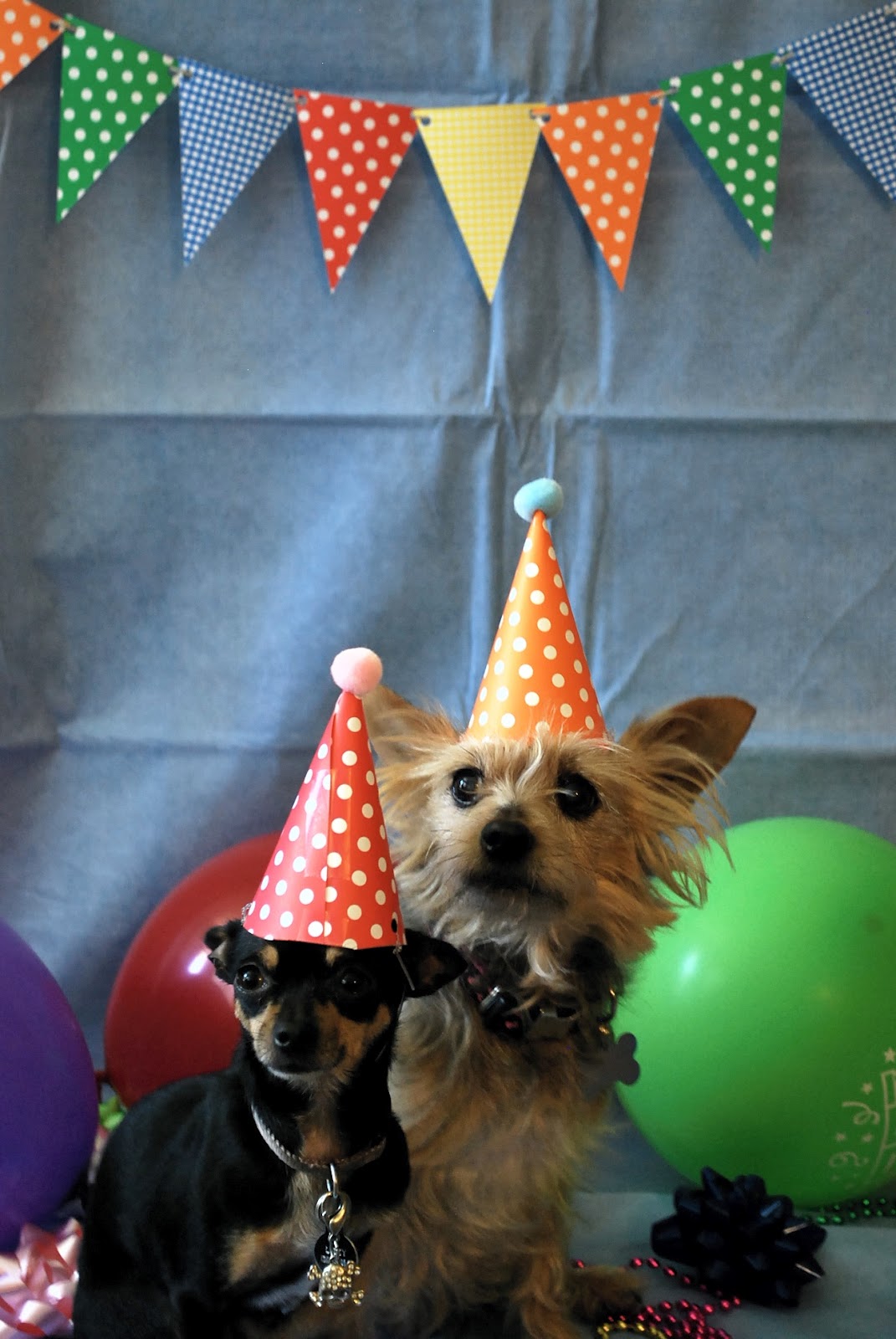 Daydreamer, Creator, DIY Extraordinaire: Dog Birthday Party!