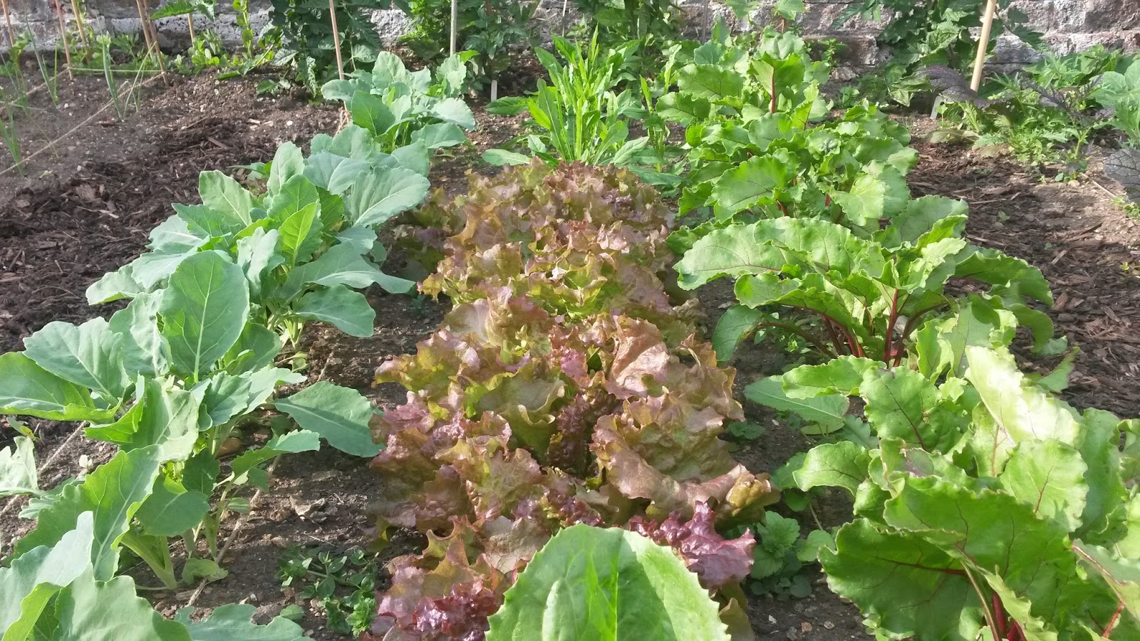 Room For A Radish What Vegetables Should I Grow In My Garden