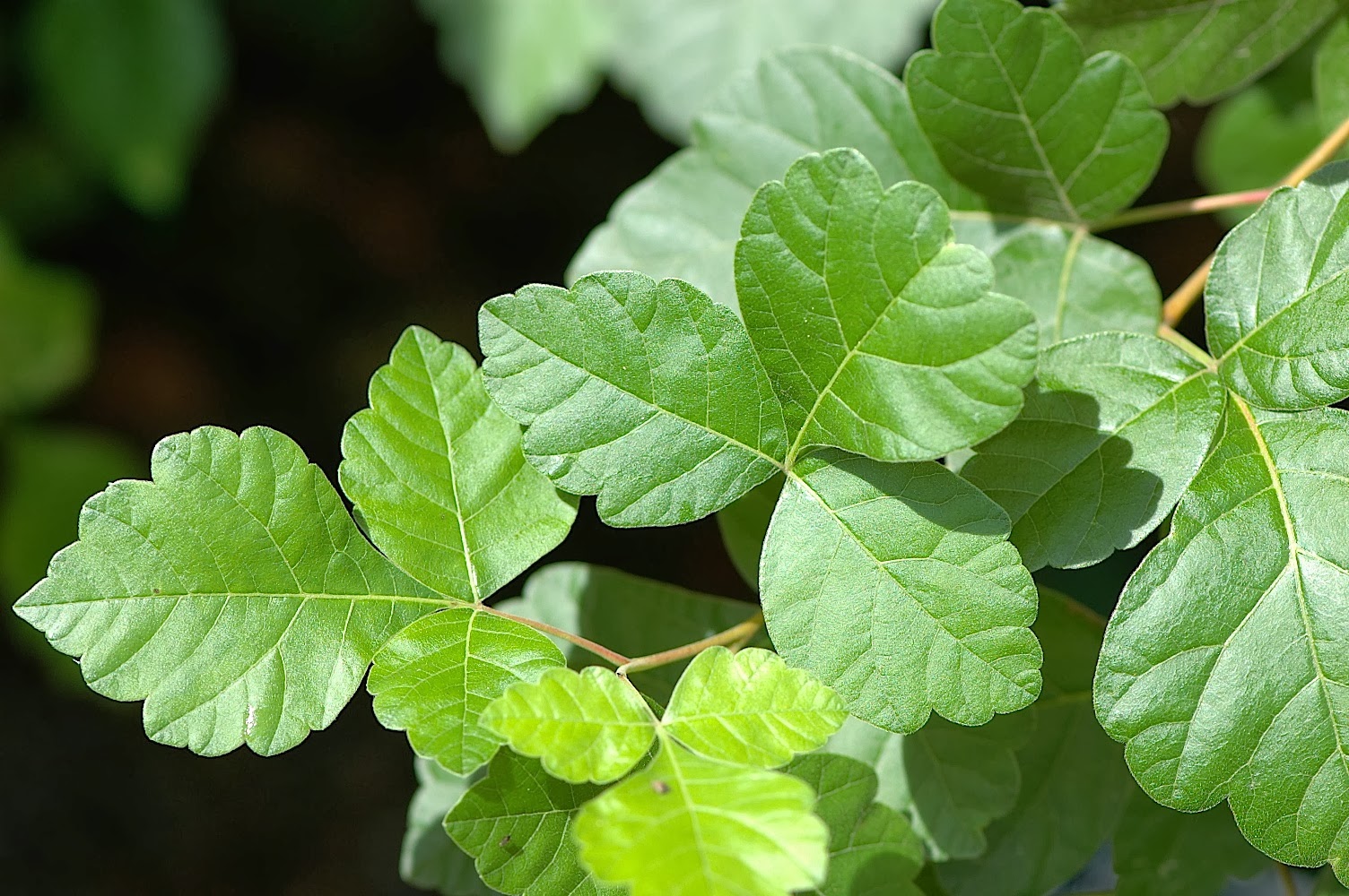 Field Biology in Southeastern Ohio Sumacs of Ohio