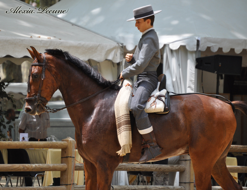 rencontres équestres méditerranéennes
