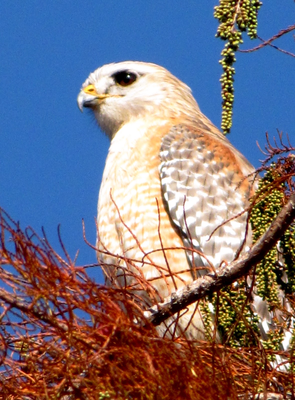 Evening Hawk