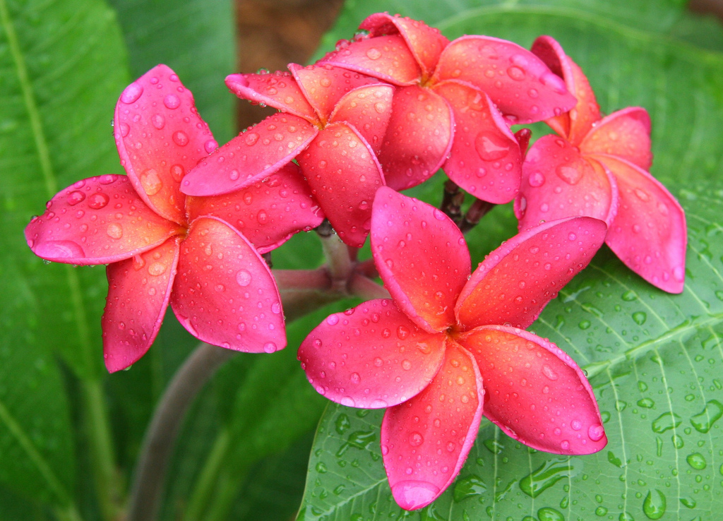 plumeria photos flower picture plumeria flower desktop wallpaper plumeria photos flower picture plumeria flower desktop wallpaper