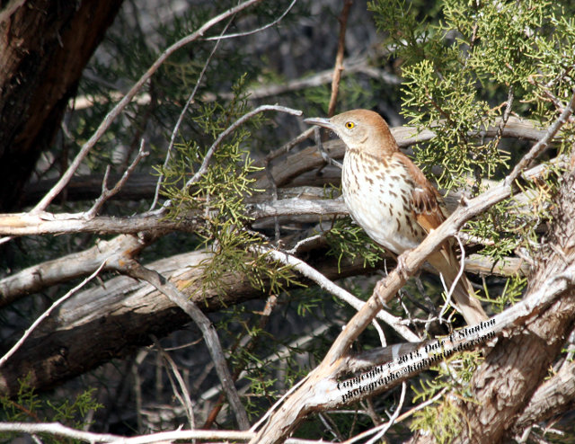 Birds Of The Texas Panhandle: Brown Thrasher