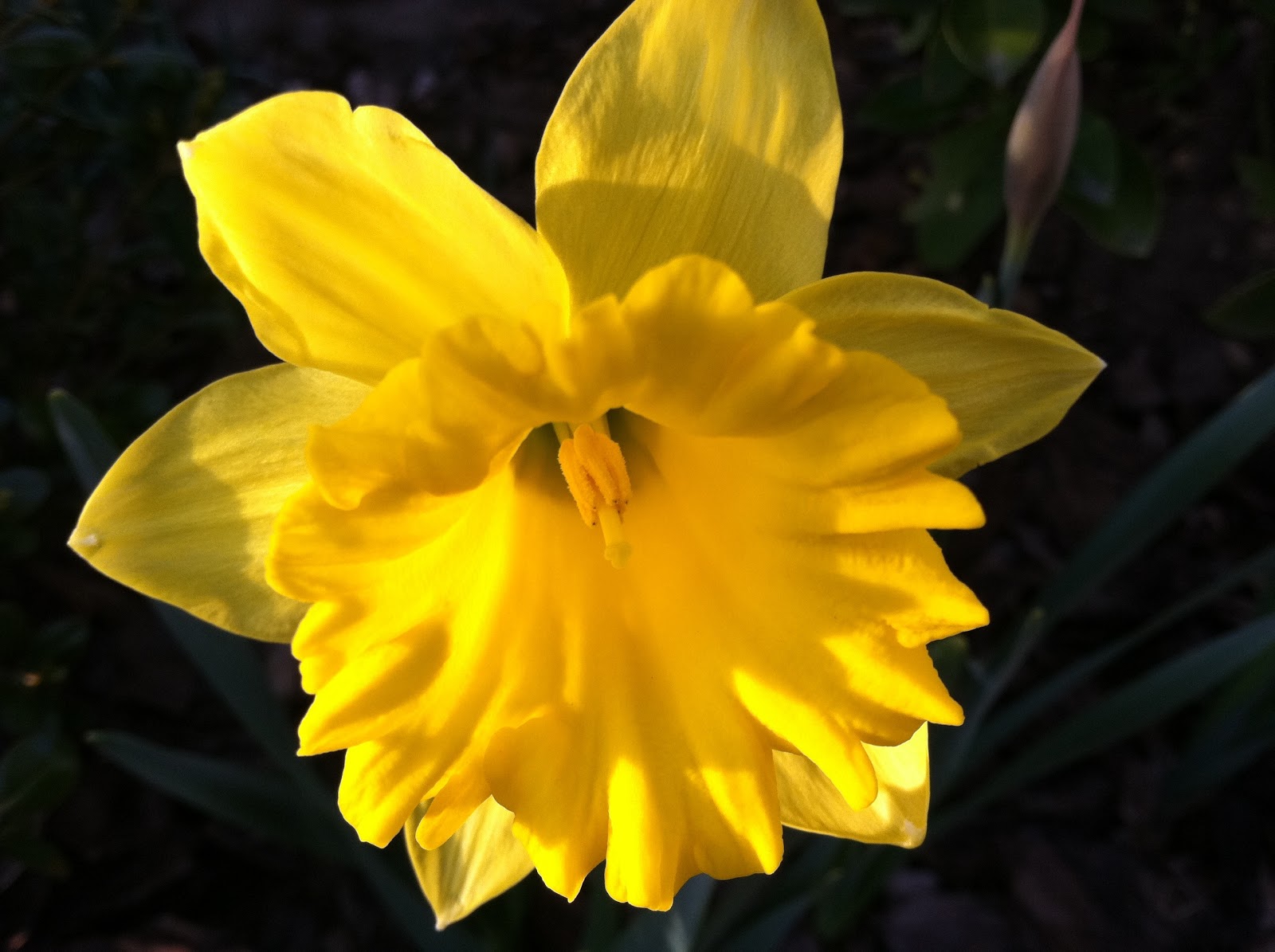 daffodil yellow tie