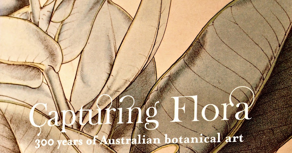 diary of a suburban gardener australian botanical art