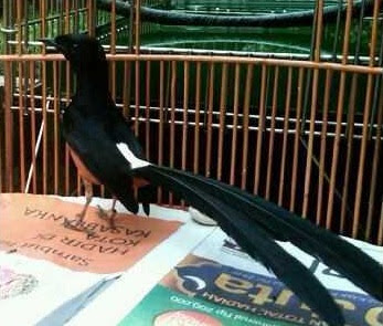Rahasia Sukses Cara Ternak Burung Murai Batu Bandar Kicau Mania