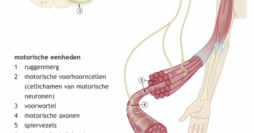 juiste voeding voor spieropbouw