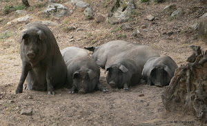 Pigs Villaluenga del Rosario