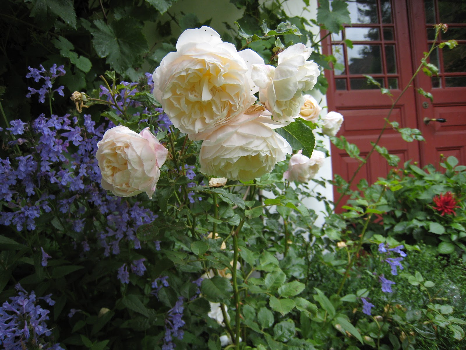 Mariehem i skåne: rosorna blommar på