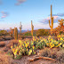 Paisaje en el desierto de Sonora (Cactus y Nopales)