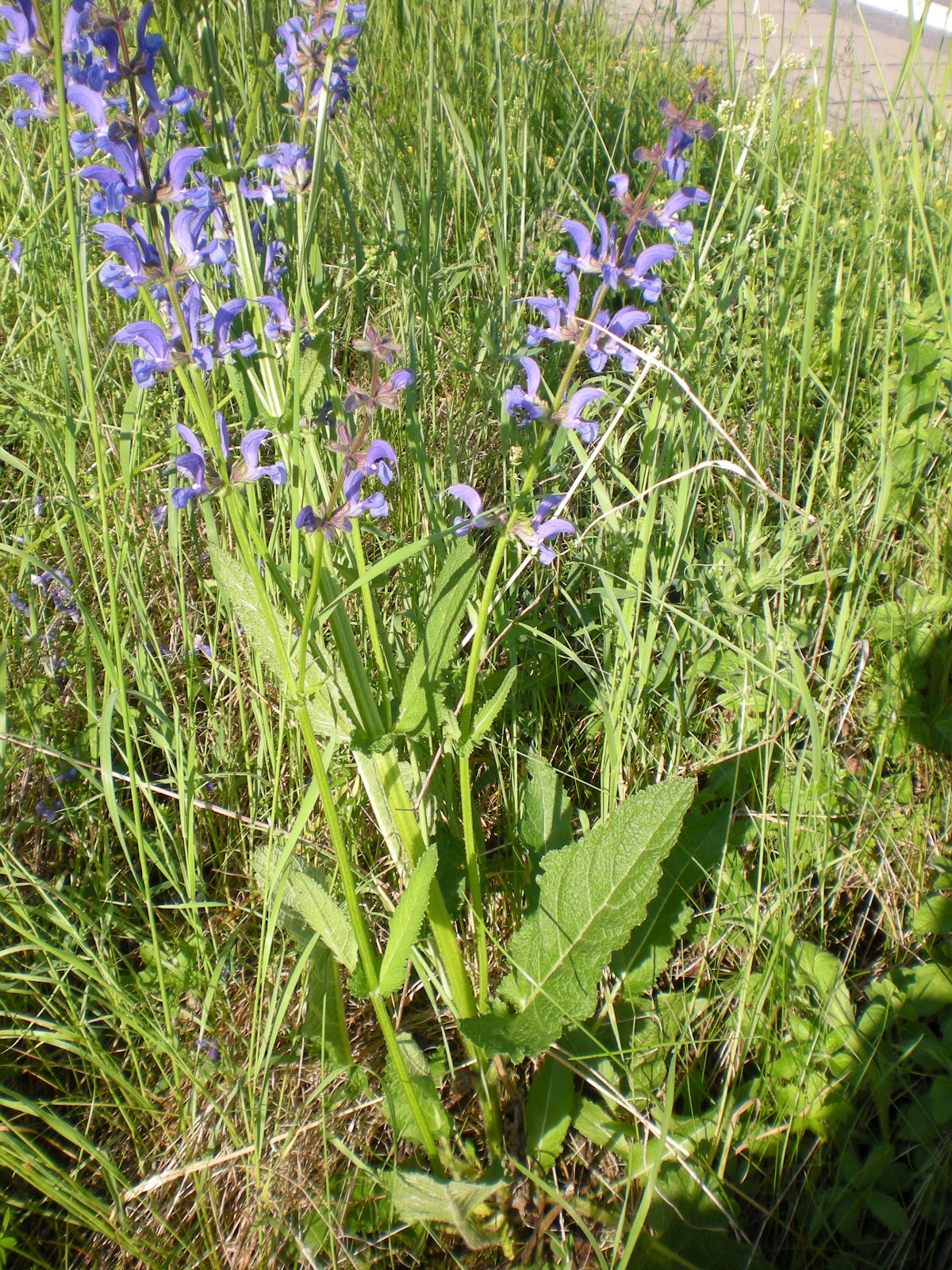 food for thought and other things Salvia pratensis Sage