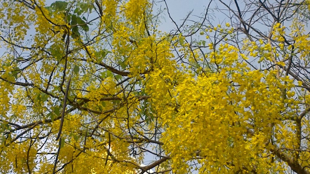 Flora Of India State Flowers Flora Of India