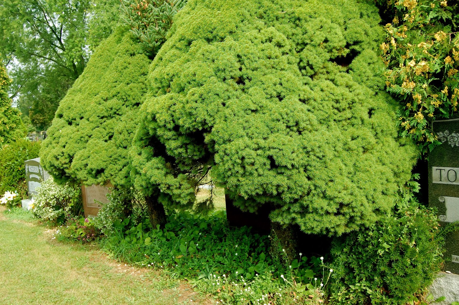 Astrid's Garden Design Cemetery Plants