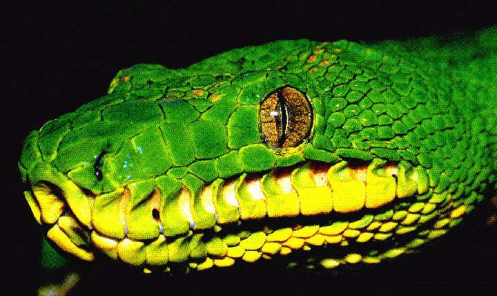 Snakes Snakes Eyes