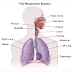 Respiratory System Organs | Cool Knowledge