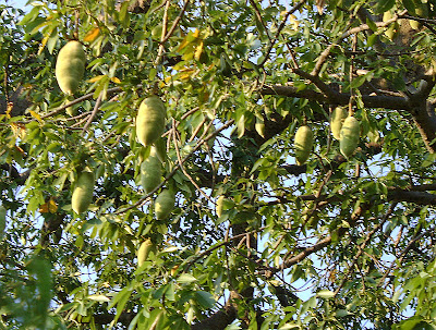Owoce baobabu