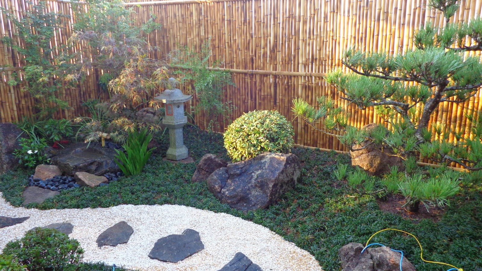 kuromatsu pinheiro negro em jardim japones