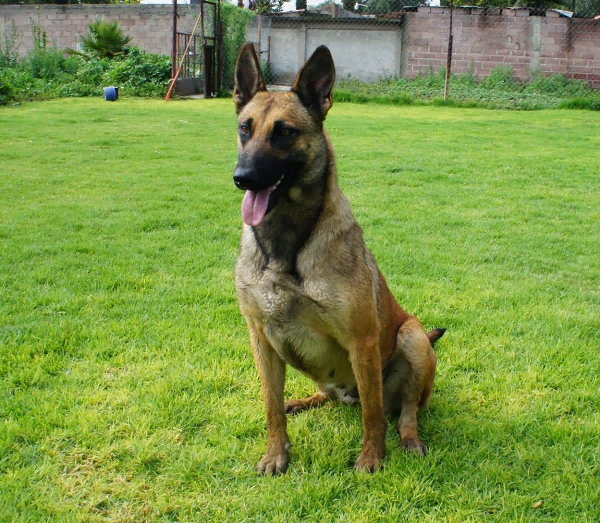 pastor belga malinois pastor belga malinois