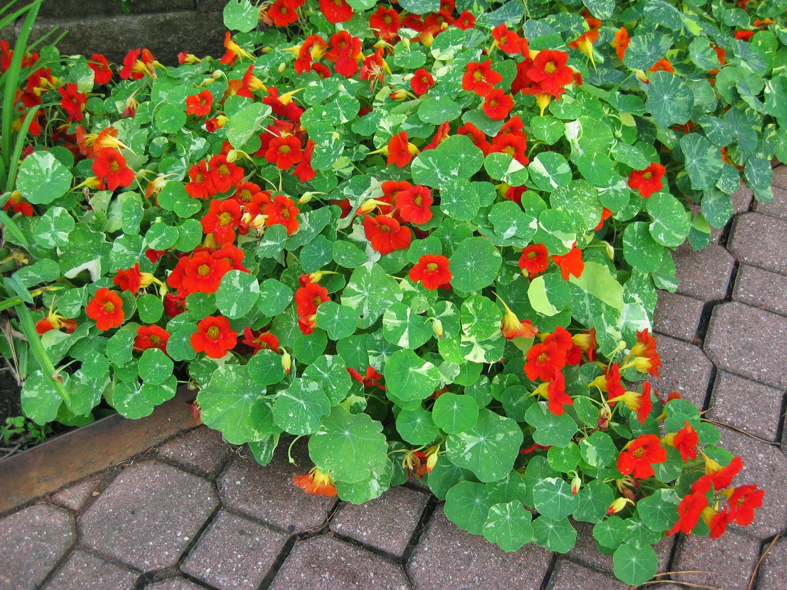Rotary Botanical Gardens Hort Blog Nasturtiums A True "Ornamental