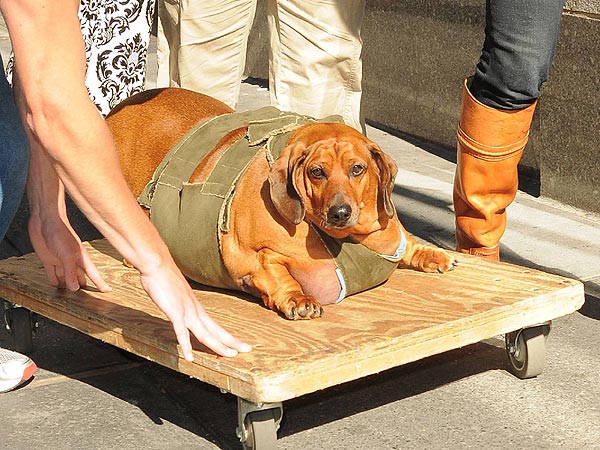biggest dachshund