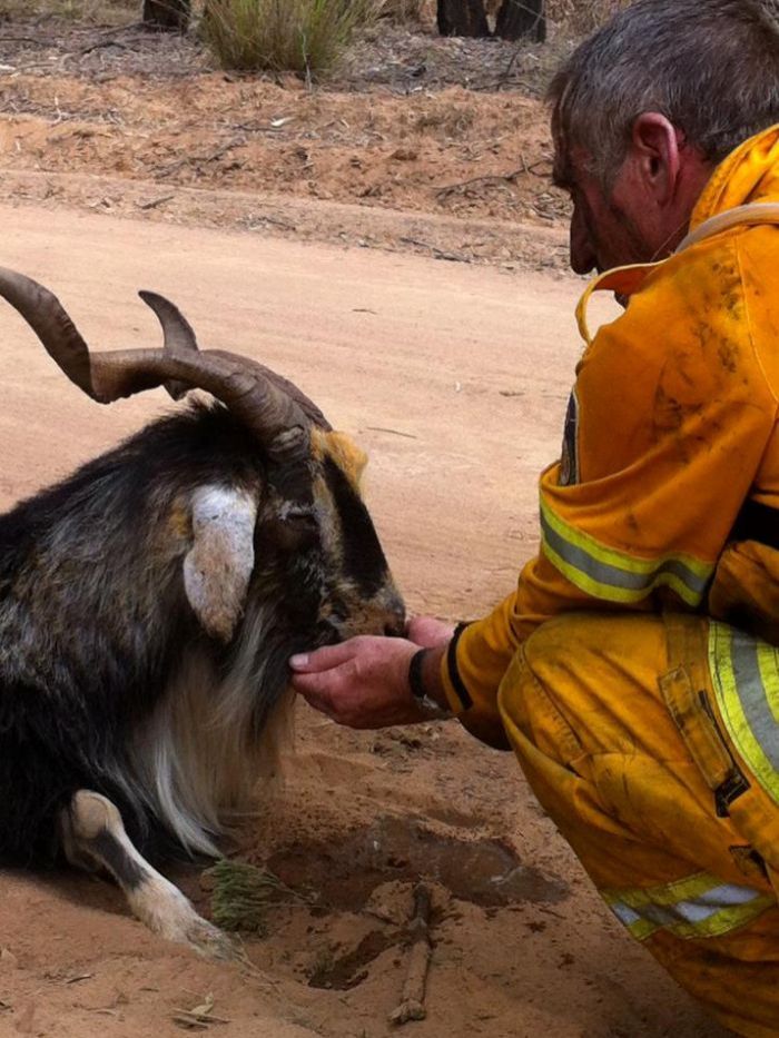 Australia fires animals rescue