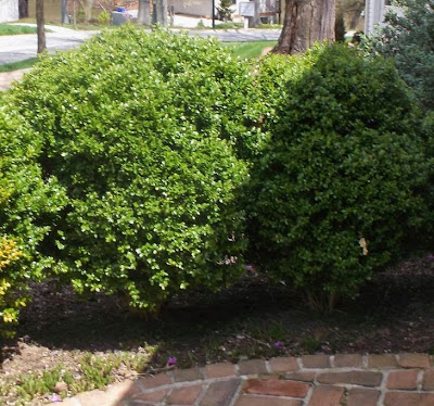 Future Plants By Randy Stewart Boxwoods