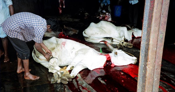 Stop Killing Cattle Cattle are killed in an inhumane way