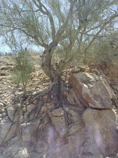 Physical and Chemical Weathering - Earth Science Digital Library