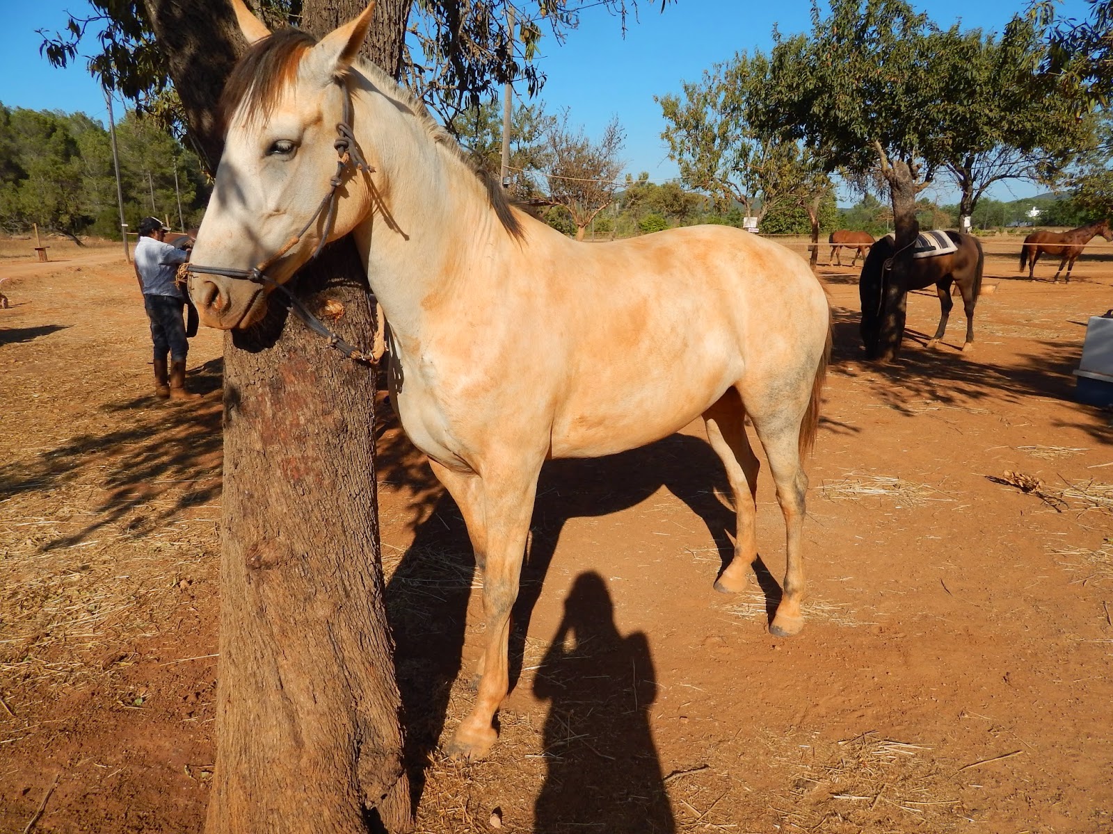 prensa - Can Horse Ibiza