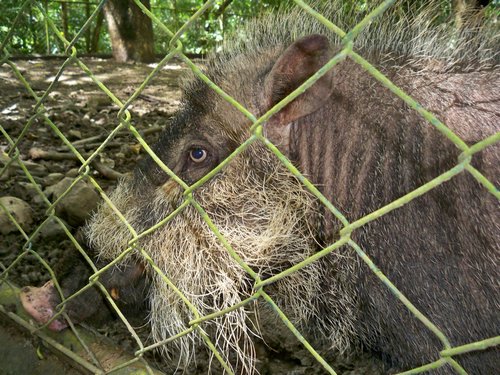 Palawan Wildlife Rescue and Conservation Center