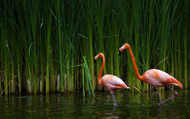 Flamingos walking through the water