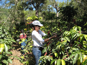 Mery Picking Coffee