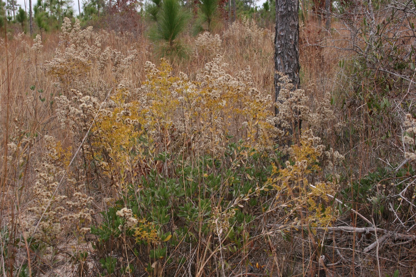 Native Florida Wildflowers December 2012