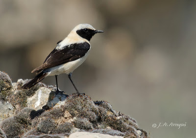 Collaba rubia, Oenanthe hispanica, Black-eared Wheatear