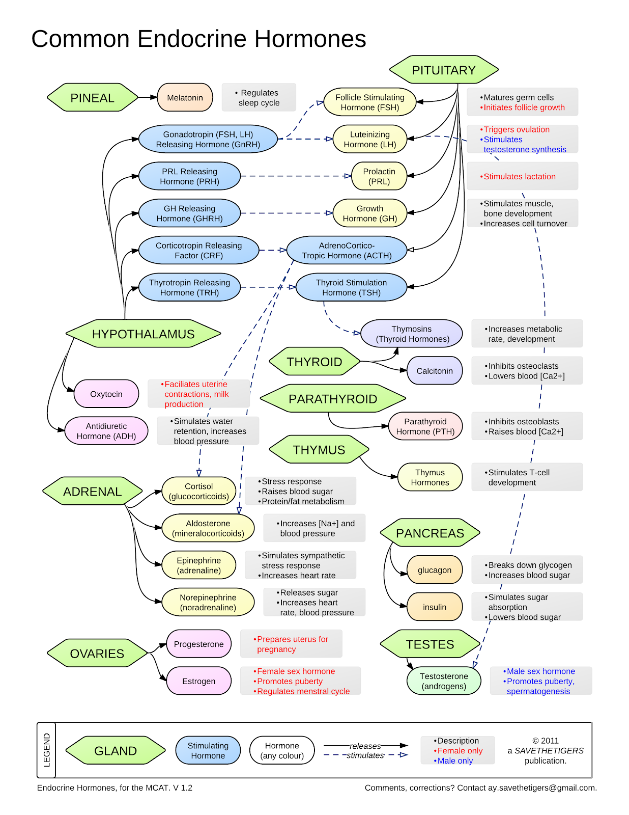 Endocrine System Chart