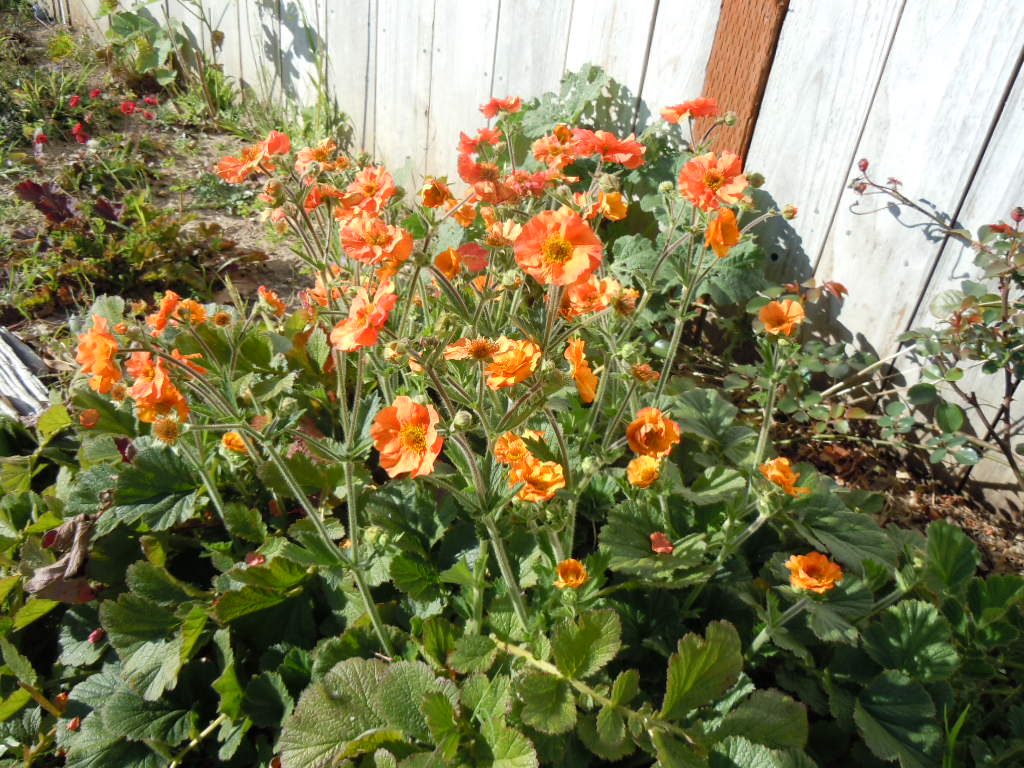 geum totally tangerine