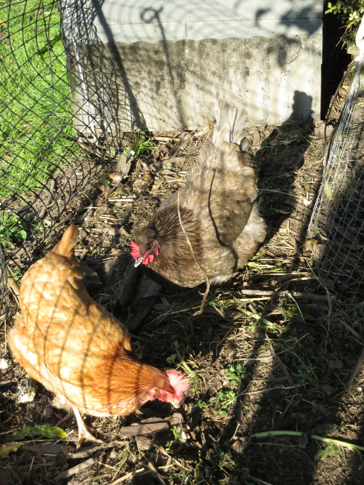 Keeping Chickens NZ How to introduce new chickens to your home