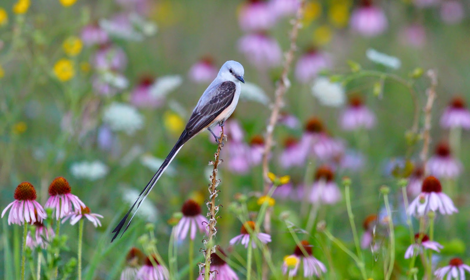 Scissor-tailed Flycatcher