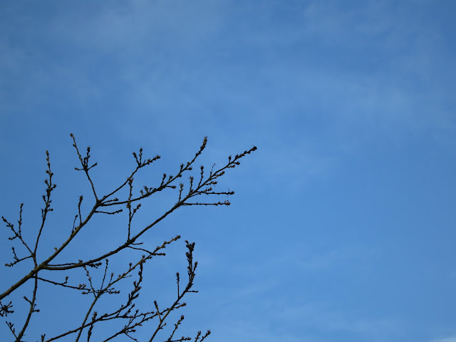 Silhouettes of Turkey Oak (Quercus cerris) twigs against blue sky
