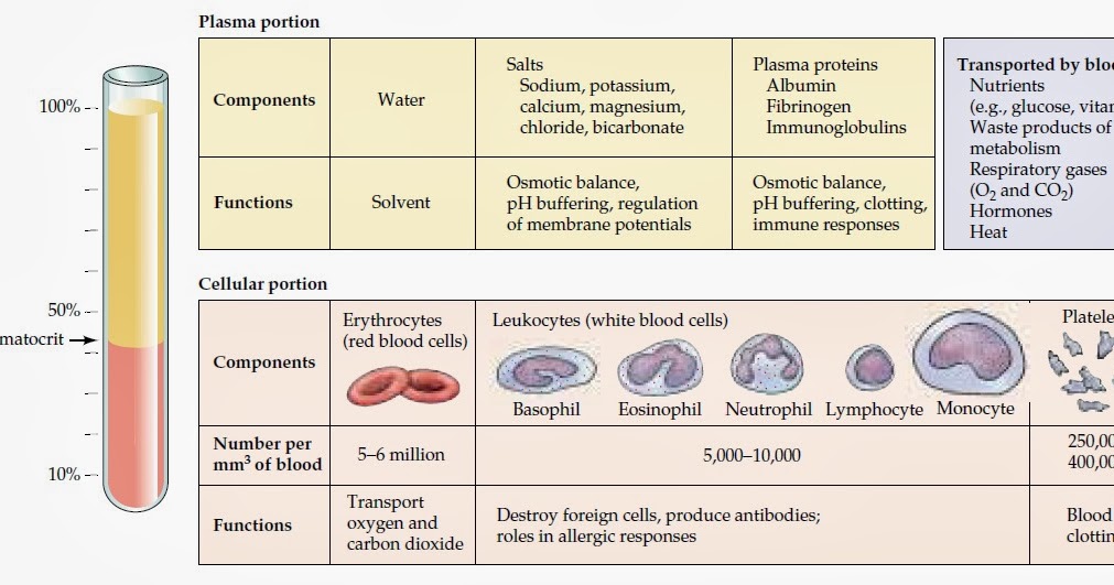 what are the three components of human blood