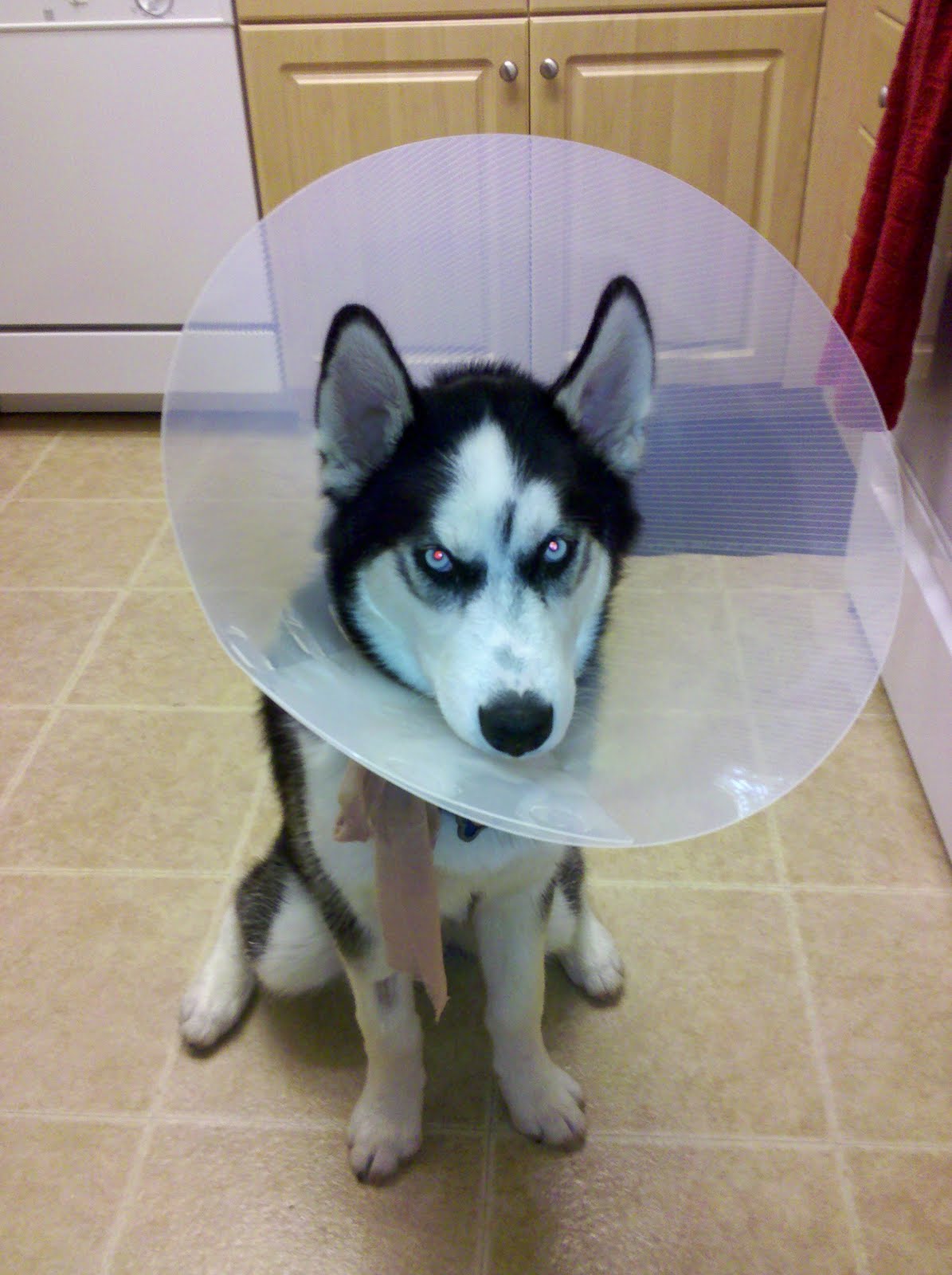 A day in the life of a Husky puppy It's all fun and games until