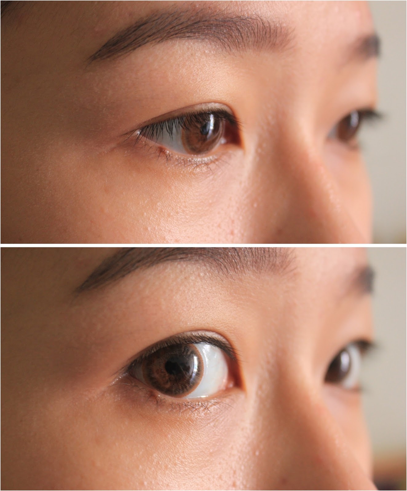 Drunk with Caffeine [SR] Blincon Classic Chestnut Brown