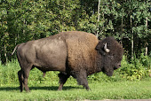 Bison in Elk Island National Park