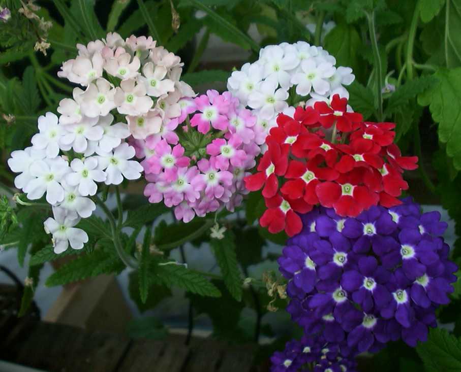 verbena spp
