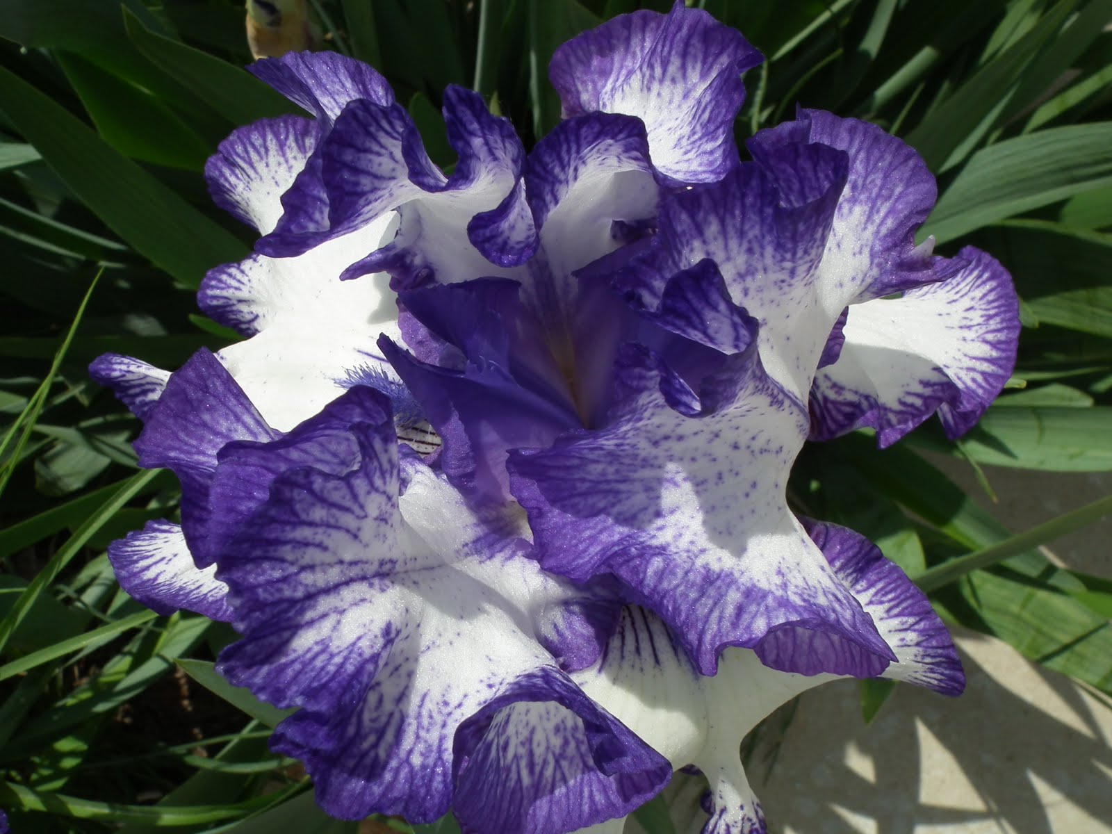 Plum Beadacious Lavish Blooms in My Front Yard * Iris