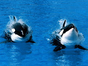 Tapety: DelfinyOrkiDolphins Wallpapers . (tapeta delfin orka )